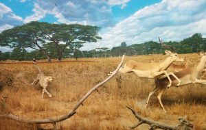 Cheetah chasing two gazelles 