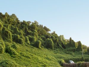 lush and varied landscape overrun by kudzu